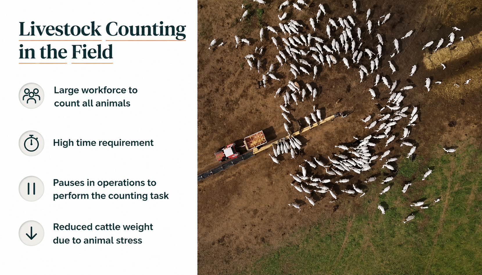 AI Livestock Counting